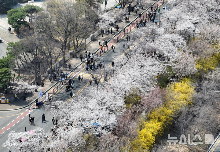 [서울=뉴시스] 고승민 기자 = 8일 서울 여의서로 벚꽃길 일대에 벚꽃 등 봄꽃이 만개해 있다. 2025.04.08. kkssmm99@newsis.com