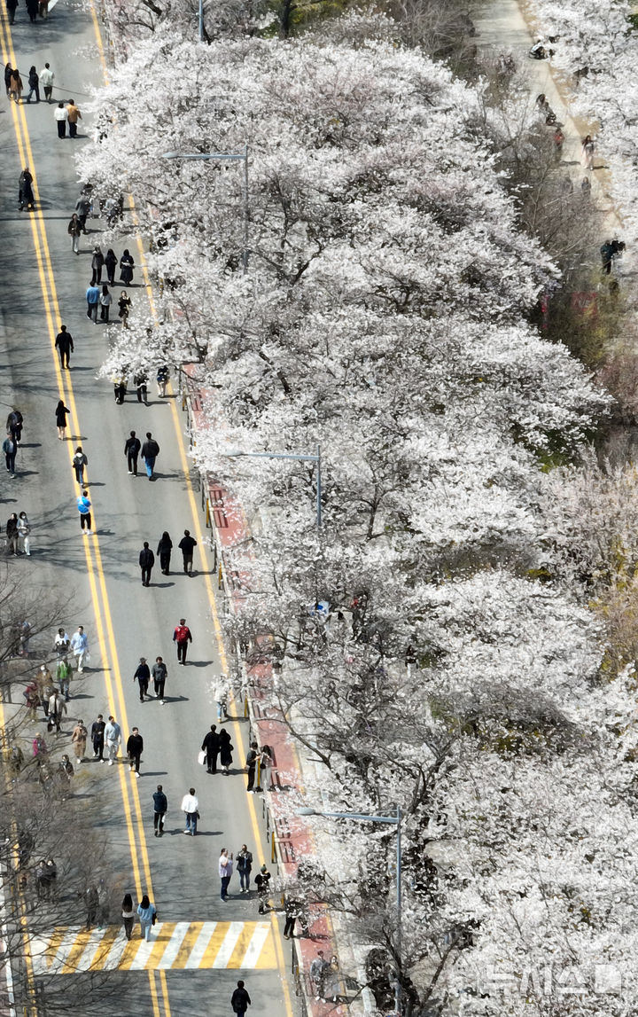 [서울=뉴시스] 고승민 기자 = 8일 서울 여의서로 벚꽃길 일대에 벚꽃 등 봄꽃이 만개해 있다. 2025.04.08. kkssmm99@newsis.com