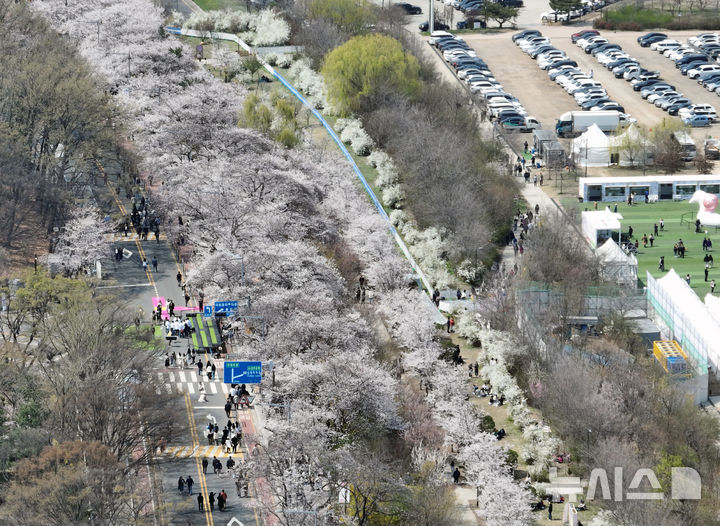 [서울=뉴시스] 고승민 기자 = 8일 서울 여의서로 벚꽃길 일대에 벚꽃 등 봄꽃이 만개해 있다. 2025.04.08. kkssmm99@newsis.com
