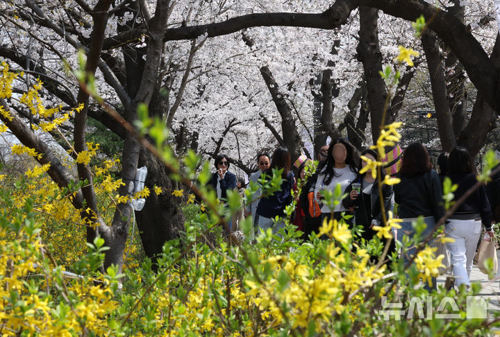 [서울=뉴시스] 고승민 기자 = 8일 서울 여의서로 벚꽃길을 찾은 상춘객이 벚꽃 등 봄꽃을 즐기고 있다. 2025.04.08. kkssmm99@newsis.com