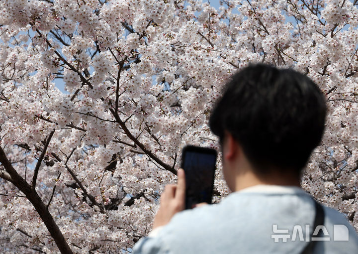 [서울=뉴시스] 고승민 기자 = 8일 서울 여의서로 벚꽃길을 찾은 상춘객이 벚꽃 등 봄꽃을 즐기고 있다. 2025.04.08. kkssmm99@newsis.com