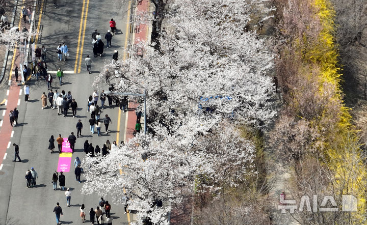 [서울=뉴시스] 고승민 기자 = 8일 서울 여의서로 벚꽃길 일대에 벚꽃 등 봄꽃이 만개해 있다. 2025.04.08. kkssmm99@newsis.com