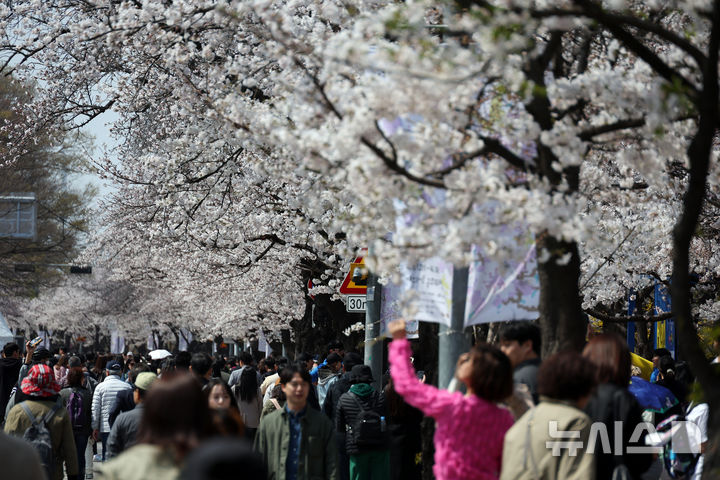 [서울=뉴시스] 고승민 기자 = 8일 서울 여의서로 벚꽃길을 찾은 상춘객이 벚꽃 등 봄꽃을 즐기고 있다. 2025.04.08. kkssmm99@newsis.com