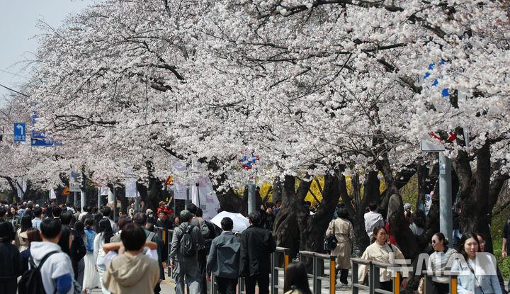 [서울=뉴시스] 고승민 기자 = 8일 서울 여의서로 벚꽃길을 찾은 상춘객이 벚꽃 등 봄꽃을 즐기고 있다. 2025.04.08. kkssmm99@newsis.com