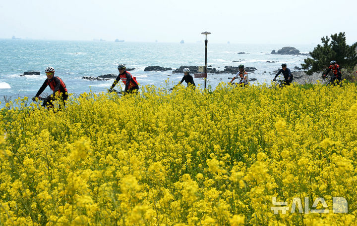 [울산=뉴시스] 배병수 기자 = 울산 동구 슬도 유채꽃단지내에 유채꽃이 활짝 펴 있다. (뉴시스db) bbs@newsis.com.