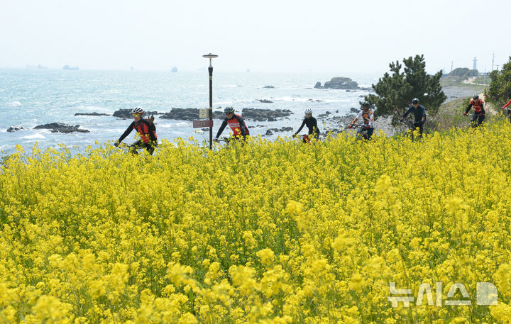 [울산=뉴시스] 배병수 기자 = 완연한 봄날씨를 보인 8일 오후 울산 동구 슬도 유채꽃단지내에 유채꽃이 활짝 펴 있다. 2025.04.08.bbs@newsis.com.