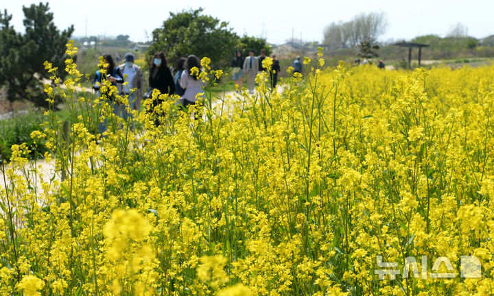 [울산=뉴시스] 울산 동구 슬도 유채꽃단지내에 유채꽃이 활짝 펴 있다. (뉴시스db)
