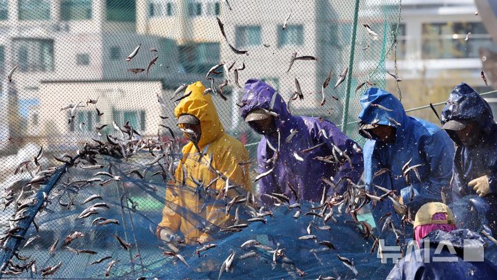 [부산=뉴시스] 하경민 기자 = 8일 오후 부산 기장군 대변항에서 어민들이 갓 잡은 멸치를 그물에서 털어내고 있다.지난해 고령화, 예산 부족 등의 문제로 열리지 못했던 '기장멸치축제'가 오는 25~27일 대변항 일대에서 다시 개최된다. 2025.04.08. yulnetphoto@newsis.com