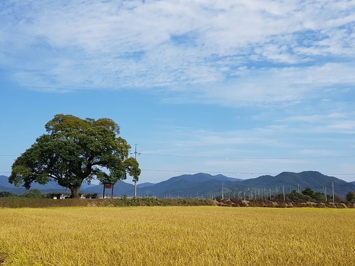 2025 올해의 나무에 선정된 보은 왕버들 나무. (사진=충북도 제공) *재판매 및 DB 금지