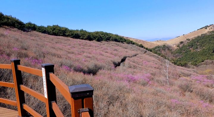 [창녕=뉴시스] 화왕산 군립공원 허준 세트장 맞은편 진달래군락지에 진달래가 개화하고 있다. (사진=창녕군 제공) 2025.04.09. photo@newsis.com *재판매 및 DB 금지