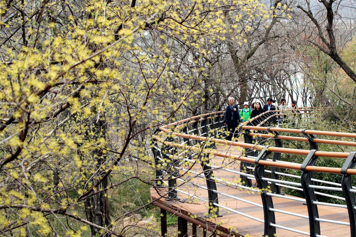 [청주=뉴시스] 9일 충북 청주시 상당구 문의면 생태탐방로 데크길을 관람객들이 걷고 있다. 이날 준공한 생태탐방로는 청남대 매표소에서 별장매점까지 4.05㎞ 구간으로 조성됐다. (사진=충북도 제공) 2025.04.09. photo@newsis.com *재판매 및 DB 금지