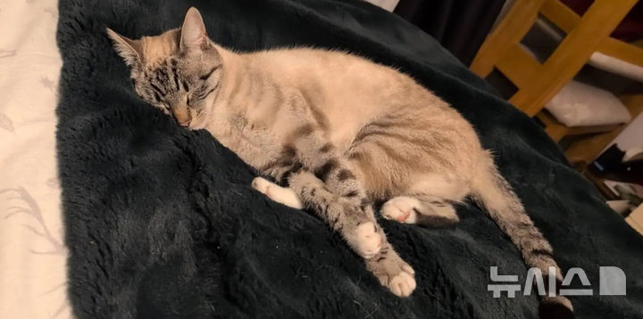 [서울=뉴시스]지난 8일(현지 시각) 뉴욕포스트는 지난 해 영국 달링턴에서 실종된 반려묘가 4개월 뒤 스코틀랜드에서 발견된 사연을 재조명했다.(사진=뉴욕포스트)