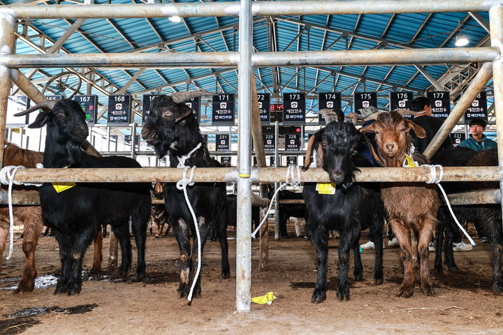  [예천=뉴시스] 예천축협 가축시장에 염소 경매시장이 문을 열고 운영에 들어갔다. 2025.04.09. (사진=예천군 제공) photo@newsis.com *재판매 및 DB 금지