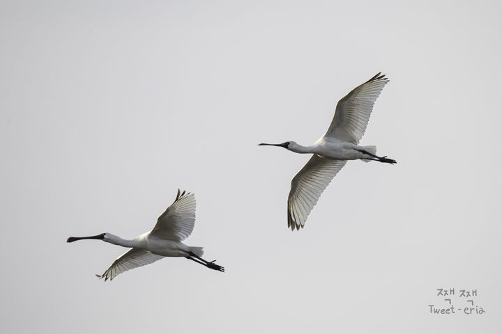 [울산=뉴시스] 울산시는 지난 겨울 천연기념물이면서 멸종위기 야생생물Ⅰ급인 ‘저어새’가 울산 회야강 습지와 북구 동천을 찾아왔다고 10일 밝혔다. (사진= 홍승민 씨 제공) 2025.04.10.photo@newsis.com *재판매 및 DB 금지