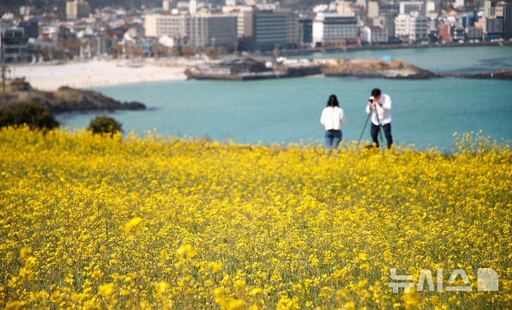 [제주=뉴시스] 우장호 기자 = 포근한 날씨를 보인 9일 오전 제주시 조천읍 서우봉에 유채꽃이 활짝 피어나 지나는 이들의 시선을 끌고 있다. 2025.04.09. woo1223@newsis.com