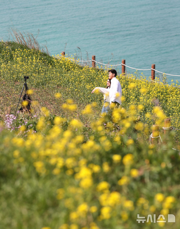 [제주=뉴시스] 우장호 기자 = 포근한 날씨를 보인 9일 오전 제주시 조천읍 서우봉에 유채꽃이 활짝 피어나 지나는 이들의 시선을 끌고 있다. 2025.04.09. woo1223@newsis.com