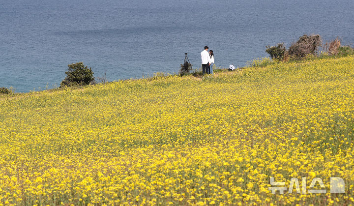 [제주=뉴시스] 우장호 기자 = 포근한 날씨를 보인 9일 오전 제주시 조천읍 서우봉에 유채꽃이 활짝 피어나 지나는 이들의 시선을 끌고 있다. 2025.04.09. woo1223@newsis.com