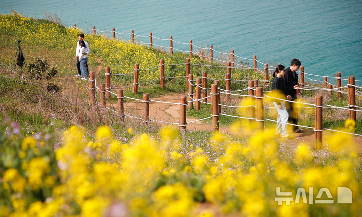 [제주=뉴시스] 우장호 기자 = 포근한 날씨를 보인 9일 오전 제주시 조천읍 서우봉에 유채꽃이 활짝 피어나 지나는 이들의 시선을 끌고 있다. 2025.04.09. woo1223@newsis.com