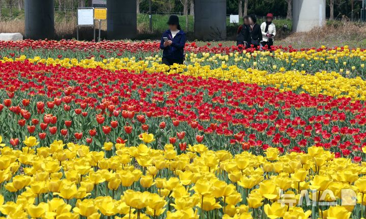 [부산=뉴시스] 하경민 기자 = 포근한 봄 날씨를 보인 9일 부산 북구 화명생태공원을 찾은 시민들이 활짝 핀 튤립을 구경하고 있다. 부산시 낙동강관리본부는 화명생태공원 내 약 4000㎡ 면적에 11종의 튤립 6만5000송이를 심었다. 2025.04.09. yulnetphoto@newsis.com
