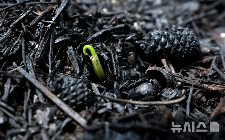 [안동=뉴시스] 김금보 기자 = 산불에 잿더미로 변한 경북 안동시 길안면 현하리 야산에서 새싹이 올라오고 있다. 2025.04.09. kgb@newsis.com