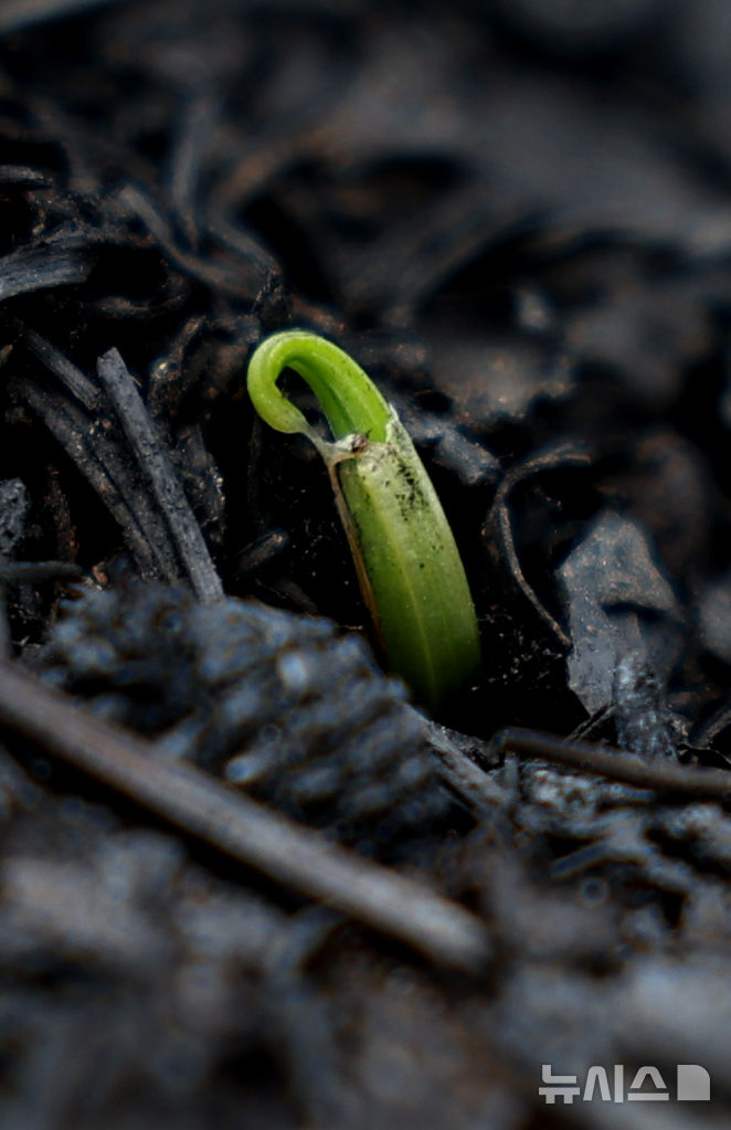 [안동=뉴시스] 김금보 기자 = 9일 산불에 잿더미로 변한 경북 안동시 길안면 현하리 야산에서 새싹이 올라오고 있다. 2025.04.09. kgb@newsis.com