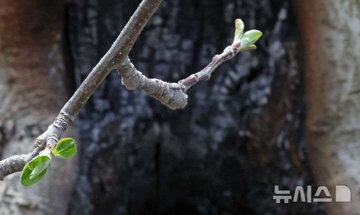 [안동=뉴시스] 김금보 기자 = 9일 경북 안동시 길안면 현하리 한 산불 피해 사과농장에서 기둥이 불에 탄 사과나무에서 꽃눈과 잎눈이 트고 있다. 2025.04.09. kgb@newsis.com