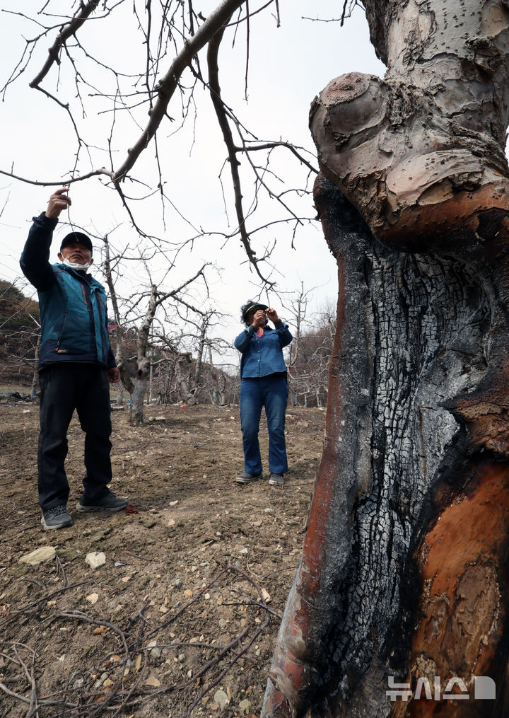 [안동=뉴시스] 김금보 기자 = 경북 안동시 길안면 현하리 한 산불 피해 사과 농장에서 농장주인 신상수(77), 권명옥(73) 노부부가 불에 타 바짝 마른 사과나무를 살펴보고 있다.. 2025.04.09. kgb@newsis.com