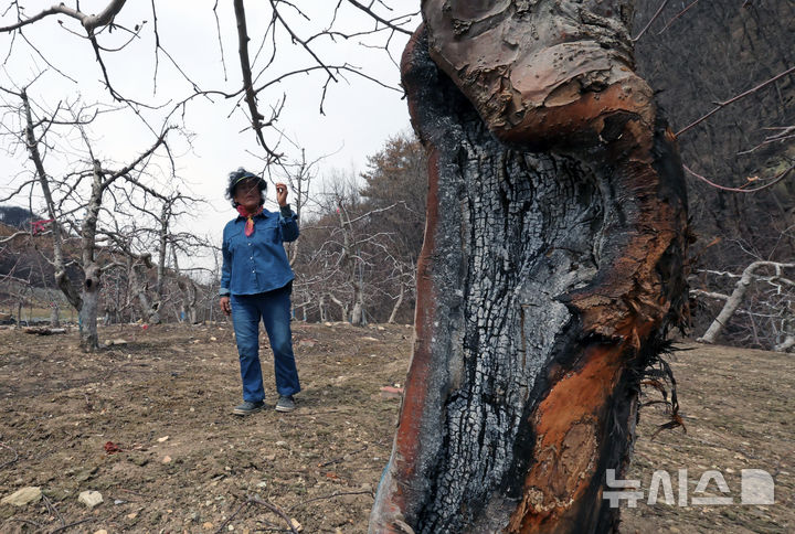 [안동=뉴시스] 김금보 기자 = 경북 안동시 길안면 현하리 한 산불 피해 사과 농장에서 농장주인 권명옥(73)씨가 불에 타 바짝 마른 사과나무를 살펴보고 있다.. 2025.04.09. kgb@newsis.com