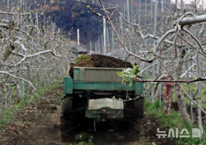 [안동=뉴시스] 김금보 기자 = 9일 경북 안동시 길안면 만음리 한 사과 농장에서 작업자들이 개화를 앞둔 사과나무에 퇴비를 주고있다. 2025.04.09. kgb@newsis.com