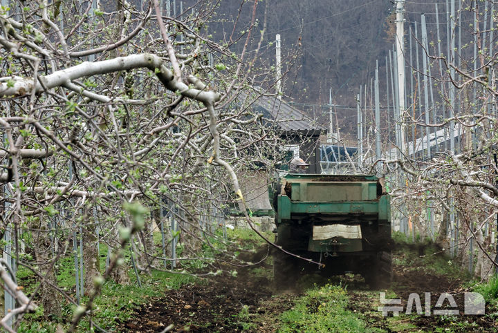 [안동=뉴시스] 김금보 기자 = 9일 경북 안동시 길안면 만음리 한 사과 농장에서 작업자들이 개화를 앞둔 사과나무에 퇴비를 주고있다. 2025.04.09. kgb@newsis.com