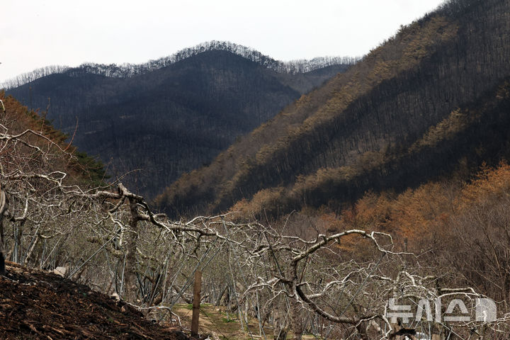 [안동=뉴시스] 김금보 기자 = 9일 경북 안동시 길안면 현하리 산불 피해 사과 농장 뒤로 그을린 산이 보이고 있다. 2025.04.09. kgb@newsis.com