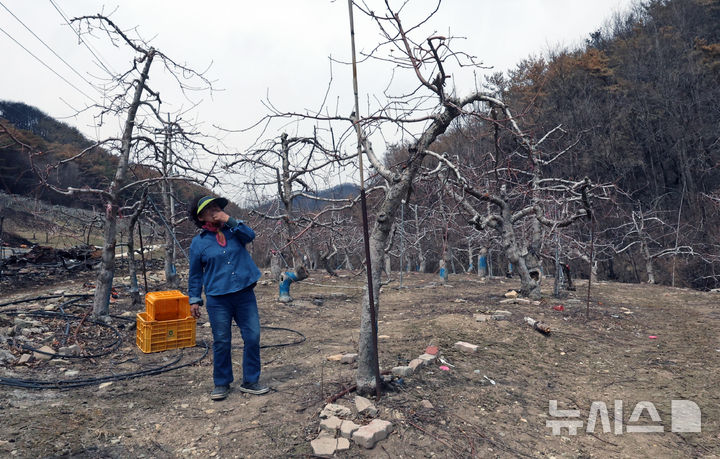 [안동=뉴시스] 김금보 기자 = 지난 4월9일 경북 안동시 길안면 현하리 산불 피해 사과 농장에서 농장주 권명옥(73)씨가 불에 타 바짝 마른 사과 나무를 살펴보고 있다. 2025.04.09. kgb@newsis.com