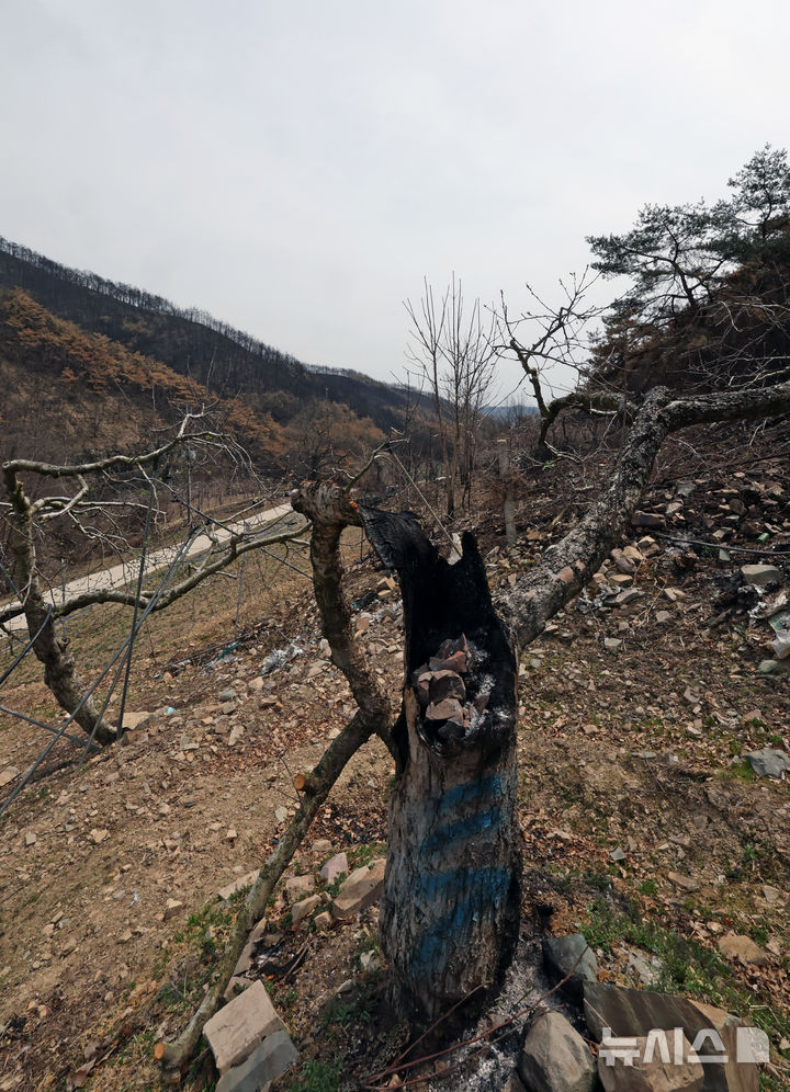 [안동=뉴시스] 김금보 기자 = 9일 경북 안동시 길안면 현하리 산불 피해 사과 농장의 사과나무가 불에 타 죽어 있다. 2025.04.09. kgb@newsis.com
