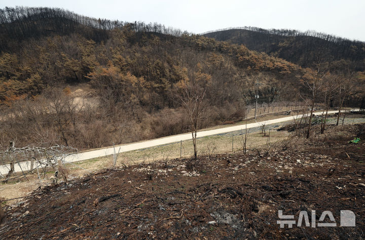 [안동=뉴시스] 김금보 기자 = 9일 경북 안동시 길안면 현하리 산불 피해 사과 농장이 황무지로 변해 있다. 2025.04.09. kgb@newsis.com
