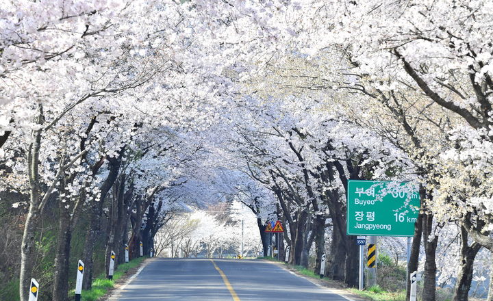 [청양=뉴시스] 충남 청양군 장곡사 벚꽃길 *재판매 및 DB 금지