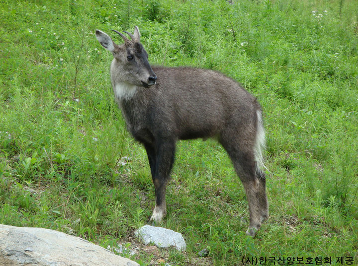 [서울=뉴시스] 천연기념물 산양 (사진=국가유산처 제공) 2025.04.10. photo@newsis.com *재판매 및 DB 금지