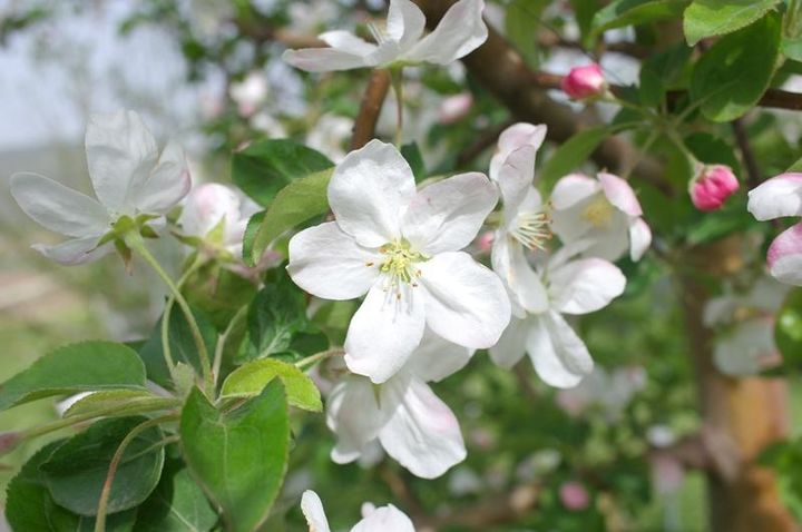 [세종=뉴시스] 농촌진흥청은 사과꽃 피는 시기에 맞춰 인공수분과 약제 방제 등 주요 농작업 시기를 결정할 수 있도록 국내 육성 사과 품종의 개화 시기와 수분수(꽃가루 제공 나무) 선택 요령을 10일 소개했다. 사진은 꽃사과 골든벨 모습. (사진=농진청 제공) 2025.04.10. photo@newsis.com *재판매 및 DB 금지