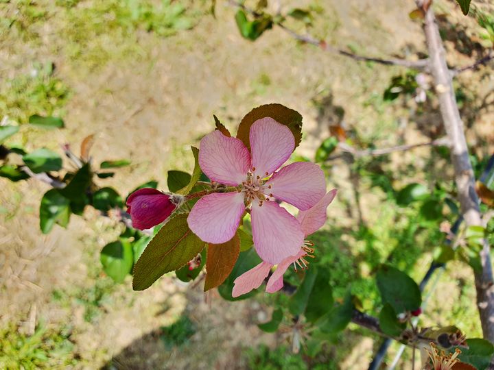 [세종=뉴시스] 농촌진흥청은 사과꽃 피는 시기에 맞춰 인공수분과 약제 방제 등 주요 농작업 시기를 결정할 수 있도록 국내 육성 사과 품종의 개화 시기와 수분수(꽃가루 제공 나무) 선택 요령을 10일 소개했다. 사진은 꽃사과 스타벨 모습. (사진=농진청 제공) 2025.04.10. photo@newsis.com *재판매 및 DB 금지