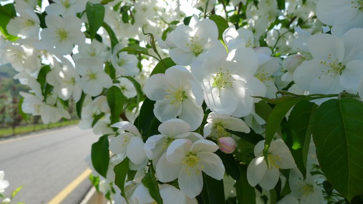 [세종=뉴시스] 농촌진흥청은 사과꽃 피는 시기에 맞춰 인공수분과 약제 방제 등 주요 농작업 시기를 결정할 수 있도록 국내 육성 사과 품종의 개화 시기와 수분수(꽃가루 제공 나무) 선택 요령을 10일 소개했다. 사진은 꽃사과 버디벨 모습. (사진=농진청 제공) 2025.04.10. photo@newsis.com *재판매 및 DB 금지