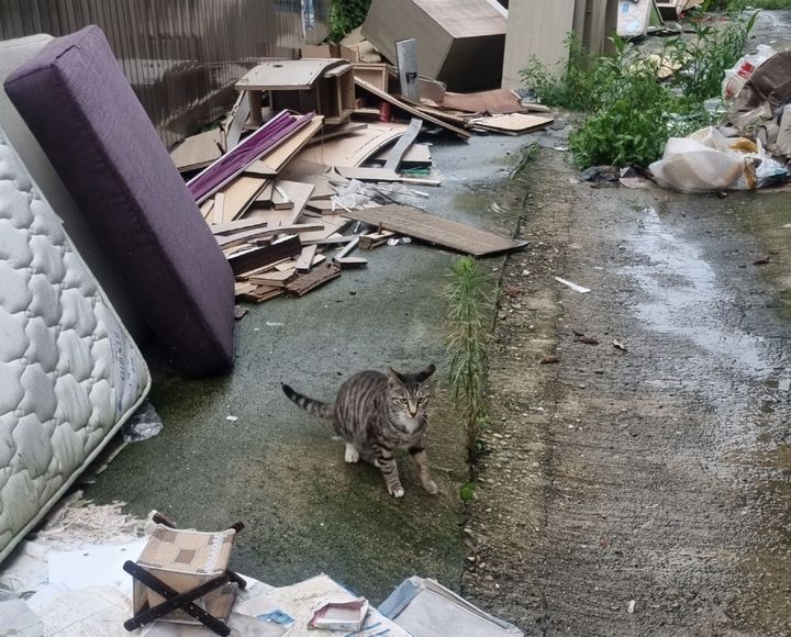 [서울=뉴시스] 한남3구역 길고양이 사진. 2025.04.10. (사진=용산구 제공) *재판매 및 DB 금지
