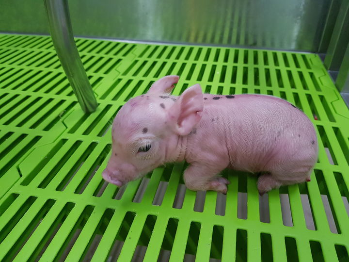 [세종=뉴시스] 농촌진흥청은 병원균이 없는 환경에서 이종이식용(장기 이식용) 돼지를 사육할 경우 사람에게 이식할 때 면역 거부 반응과 감염 위험이 줄어든다는 사실을 규명했다고 10일 밝혔다. (사진=농진청 제공) 2025.04.10. photo@newsis.com *재판매 및 DB 금지