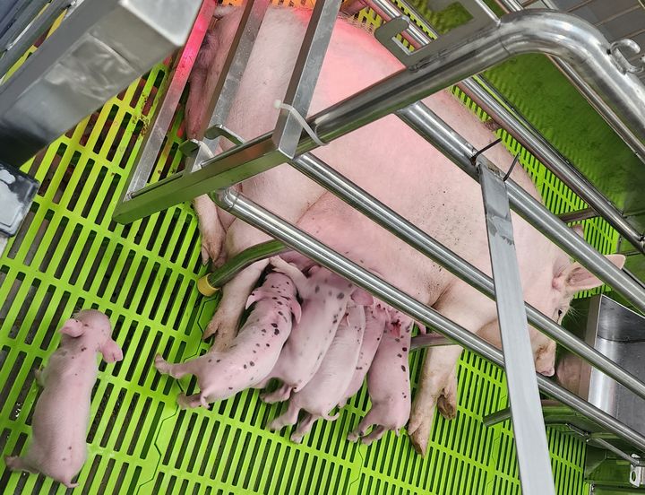 [세종=뉴시스] 농촌진흥청은 병원균이 없는 환경에서 이종이식용(장기 이식용) 돼지를 사육할 경우 사람에게 이식할 때 면역 거부 반응과 감염 위험이 줄어든다는 사실을 규명했다고 10일 밝혔다. (사진=농진청 제공) 2025.04.10. photo@newsis.com *재판매 및 DB 금지