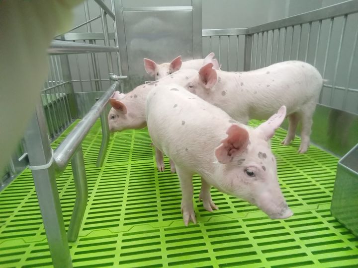 [세종=뉴시스] 농촌진흥청은 병원균이 없는 환경에서 이종이식용(장기 이식용) 돼지를 사육할 경우 사람에게 이식할 때 면역 거부 반응과 감염 위험이 줄어든다는 사실을 규명했다고 10일 밝혔다. (사진=농진청 제공) 2025.04.10. photo@newsis.com *재판매 및 DB 금지