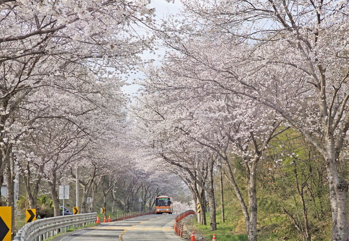[임실=뉴시스] 벚꽃이 만개한 임실 옥정호순환도로. *재판매 및 DB 금지