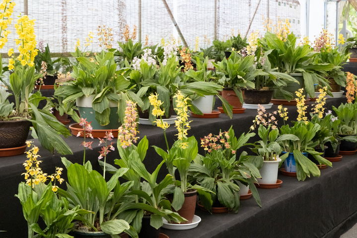 [청양=뉴시스] 청양군 고운식물원에 전시중인 희귀 새우난. (사진= 청양군 제공) *재판매 및 DB 금지