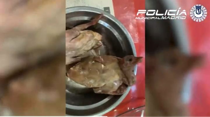 [뉴시스]스페인 마드리드의 한 중식당에서 발견된 비둘기 추정 고기. (사진=Policia Municipal Madrid 영상 캡처) 2025.4.10 *재판매 및 DB 금지