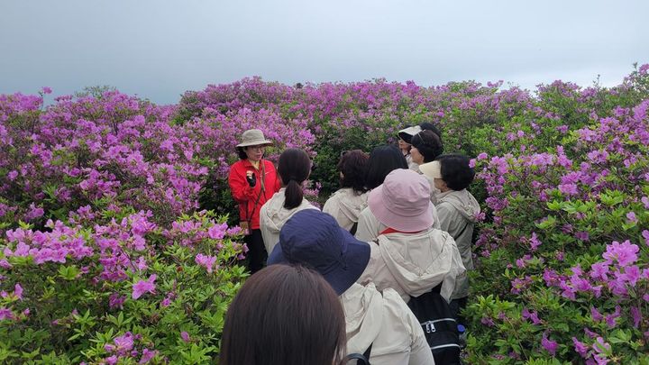 [합천=뉴시스] 합천군 황매산 철쭉제 도슨트투어 (사진=합천군 제공) 2025. 04. 10. photo@newsis.com *재판매 및 DB 금지