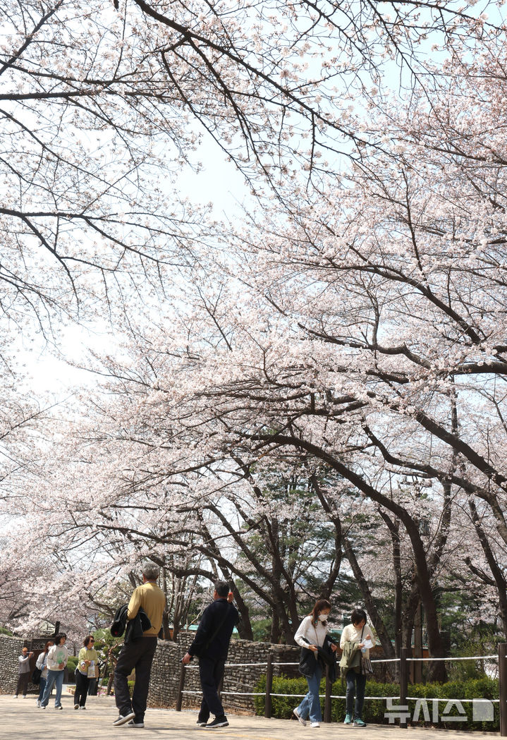 [인천=뉴시스] 전진환 기자 = 10일 인천 서구 SK인천석유화학 벚꽃동산을 찾은 시민들이 산책로를 걸으며 봄을 만끽하고 있다. SK인천석유화학은 지난 8일부터 13일까지 6일 동안 지역주민들을 대상으로 벚꽃동산 산책로를 임시 개방한다. 2025.04.10. amin2@newsis.com