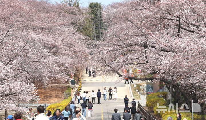 [인천=뉴시스] 전진환 기자 = 10일 인천 서구 SK인천석유화학 벚꽃동산을 찾은 시민들이 산책로를 걸으며 봄을 만끽하고 있다. SK인천석유화학은 지난 8일부터 13일까지 6일 동안 지역주민들을 대상으로 벚꽃동산 산책로를 임시 개방한다. 2025.04.10. amin2@newsis.com