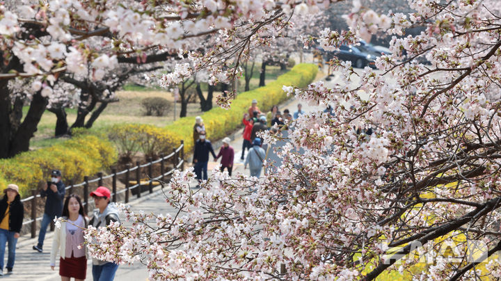 [인천=뉴시스] 전진환 기자 = 10일 인천 서구 SK인천석유화학 벚꽃동산을 찾은 시민들이 산책로를 걸으며 봄을 만끽하고 있다. SK인천석유화학은 지난 8일부터 13일까지 6일 동안 지역주민들을 대상으로 벚꽃동산 산책로를 임시 개방한다. 2025.04.10. amin2@newsis.com